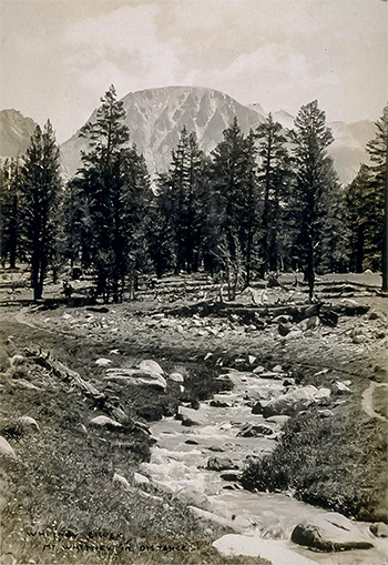 whitney creek